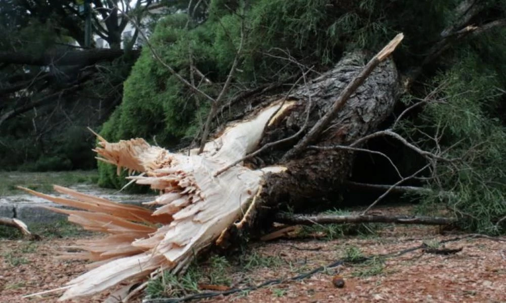 Ρέθυμνο: Τραγικός χαμός ενός ηλικιωμένου- Καταπλακώθηκε από δέντρο